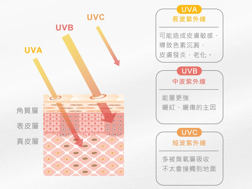 UVA、UVB、UVC紫外線傷害示意圖