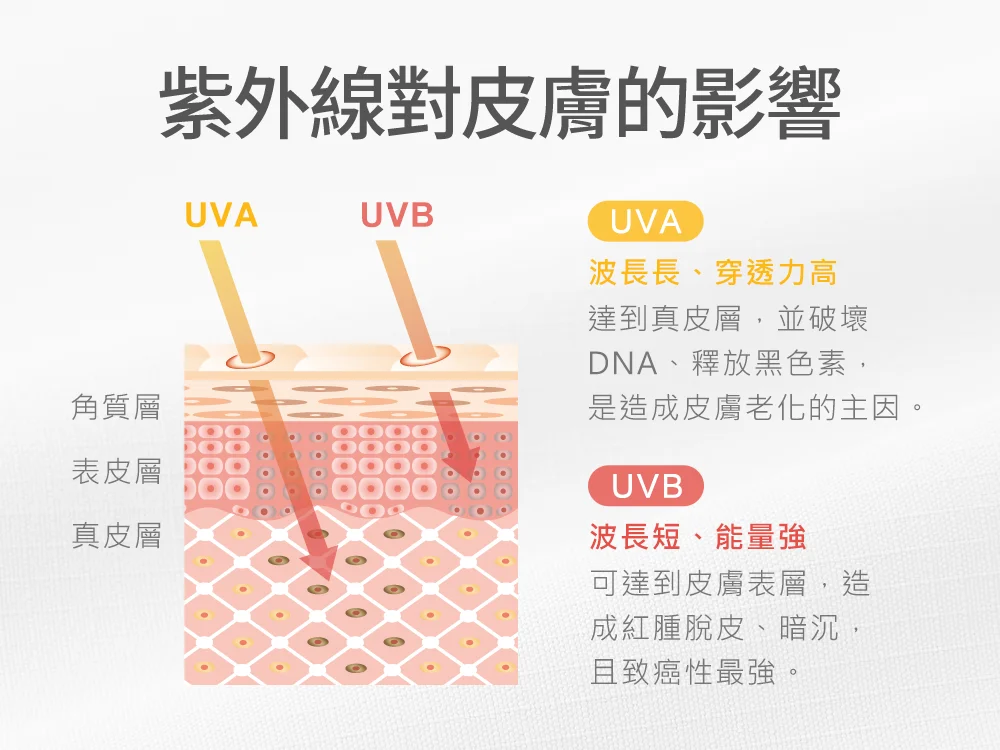 紫外線 UVA 與 UVB 對皮膚層的影響：解析造成皮膚老化與紅腫脫皮的原因。